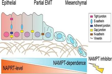 NamPT 저해제의 중간엽전이(EMT) 분자아형 암세포에 대한 작용 기전