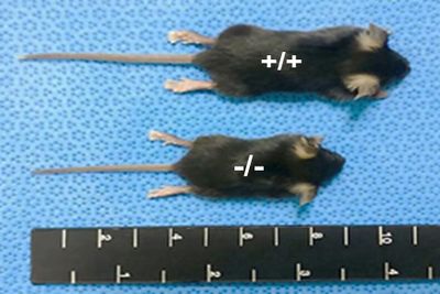 정상 생쥐(+/+)와 GRASP55 유전자가 결여된 생쥐(-/-)의 크기 비교
