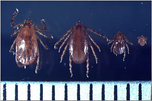 SFTS를 매개하는 작은소피참진드기(암컷, 수컷, 약충, 유충 순서, 눈금 한 칸: 1mm)