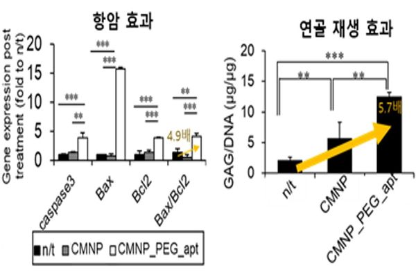 CMNP_PEG_apt의 암세포 사멸와 연골 분화 능력은 CMNP_PEG_apt을 처리하지 않은 대조군에 비해 각각 4.9배, 5.7배 높았다