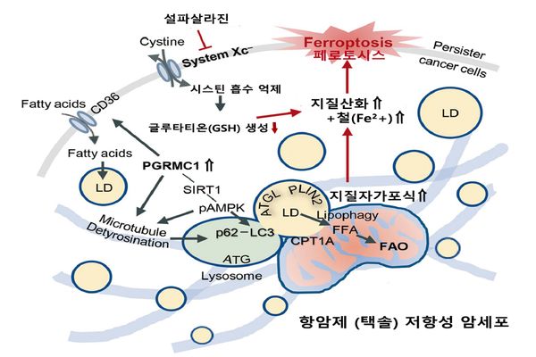 택솔 저항성 두경부암세포에 설파살라진을 주입, PGRMC1 단백질이활성화되어페로토시스를 유도해 저항성 암세포가 사멸됐다.
