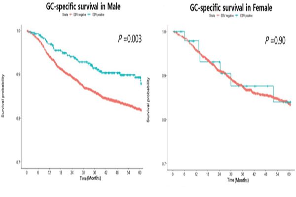 그래프 설명: 남성(왼쪽) 에서는 EBV 위암(파란색)이 그 외 위암(붉은색)에 비해 높은 생존율을 보였으나 여성(오른쪽)에서는 그러한 차이가 드러나지 않았다